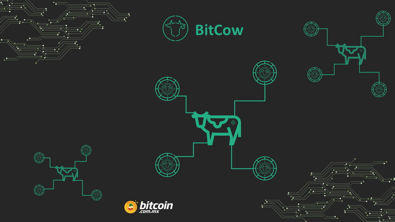 Argentina: BitCow, iniciativa para invertir en ganadería con tokens