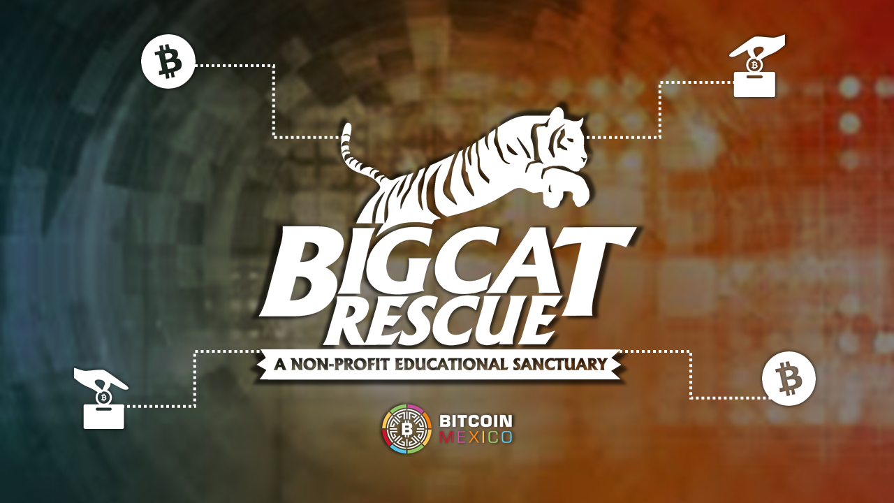 El santuario “Big Cat Rescue” acepta donaciones en Bitcoin