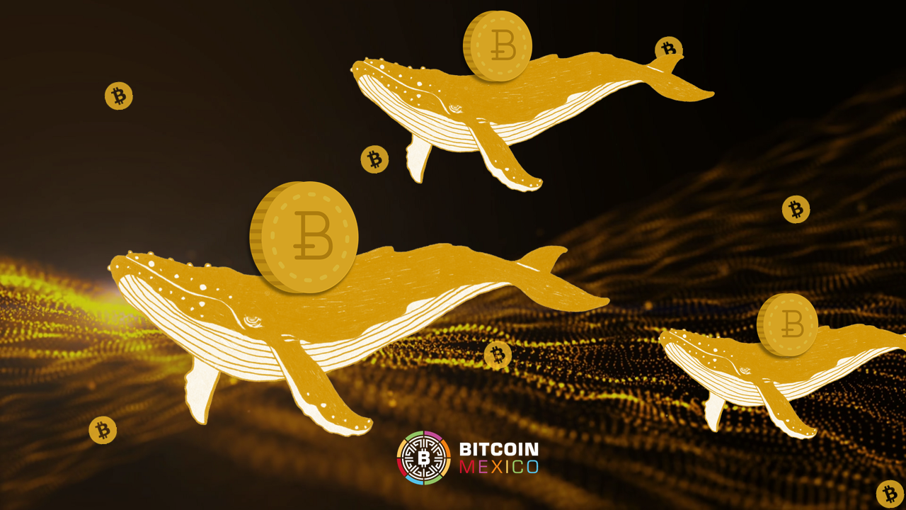 Fuerte presencia de ballenas de BTC como en el “halving” de 2016