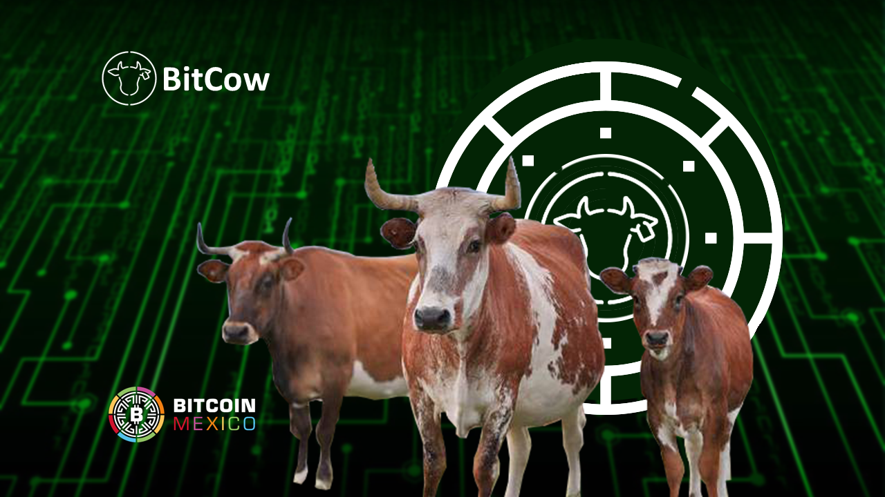 Tokenizar un millón de vacas, visión empresarial de BitCow