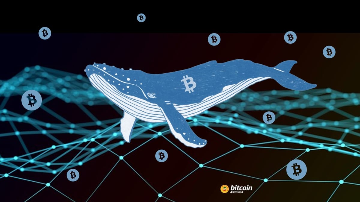 Ballena de bitcoin transfiere $580 millones de USD en BTC y paga solo 400  USD